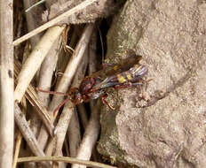 Image of Panzer's Cuckoo Nomad Bee