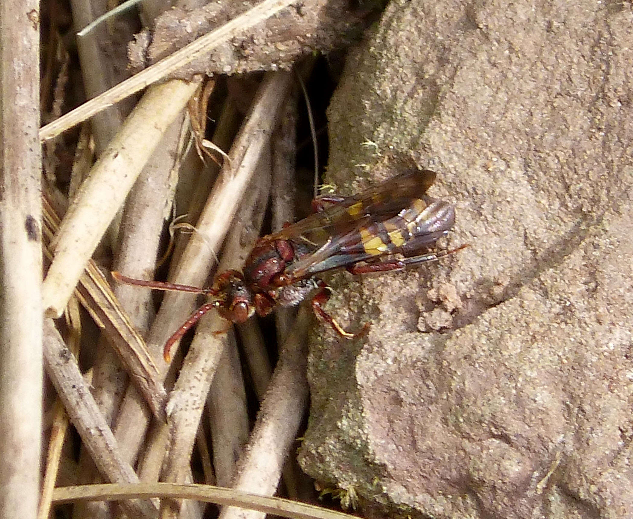 Image of Nomada panzeri Lepeletier 1841