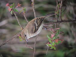 Image of Bran-colored Flycatcher