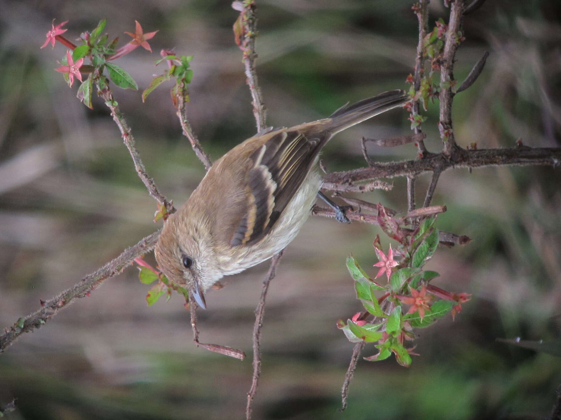 Image of Bran-colored Flycatcher