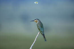 Image of Blue-cheeked Bee-eater