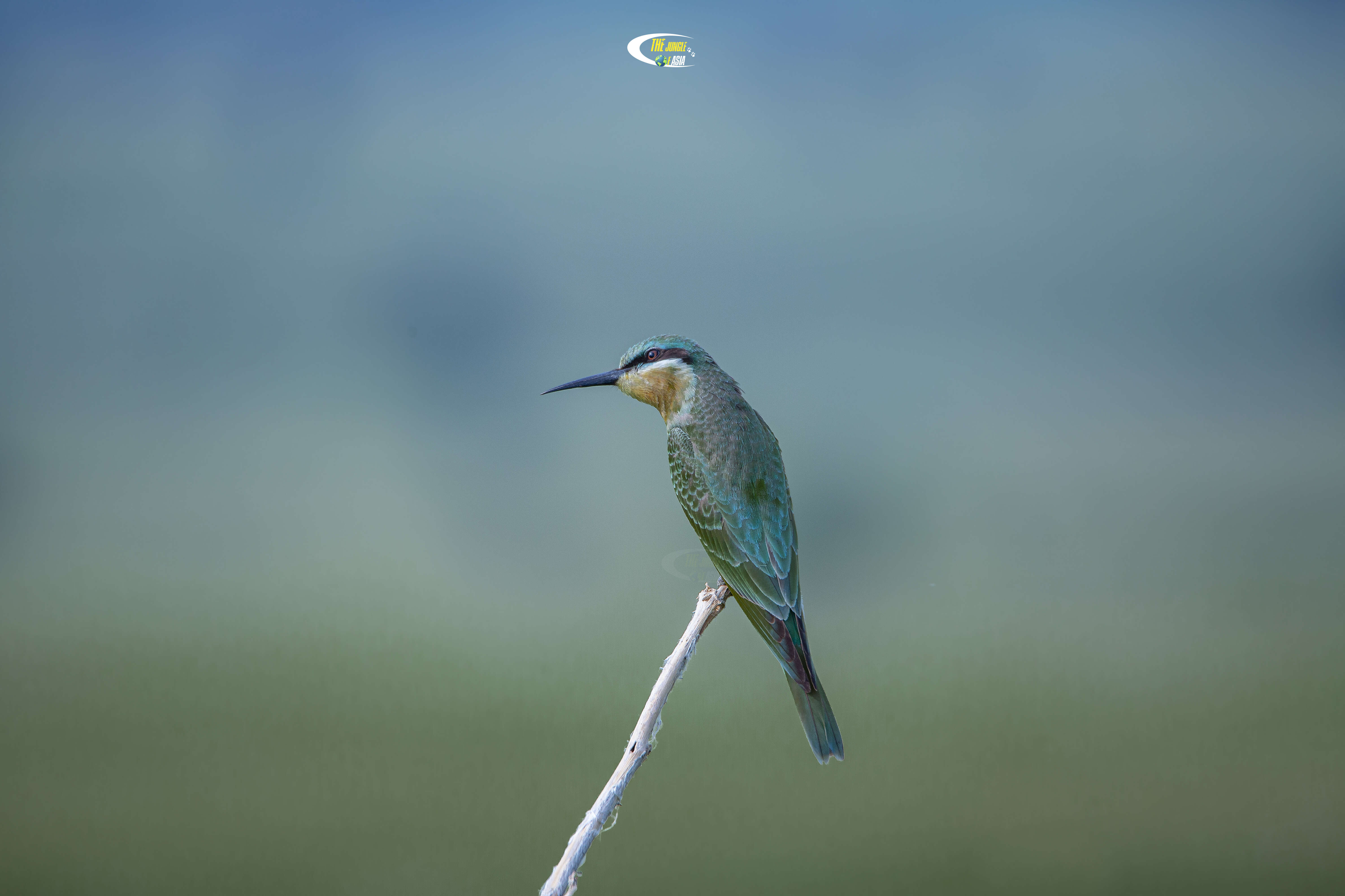 Image of Blue-cheeked Bee-eater