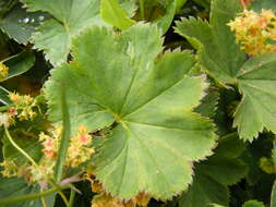 Image of smooth lady's mantle