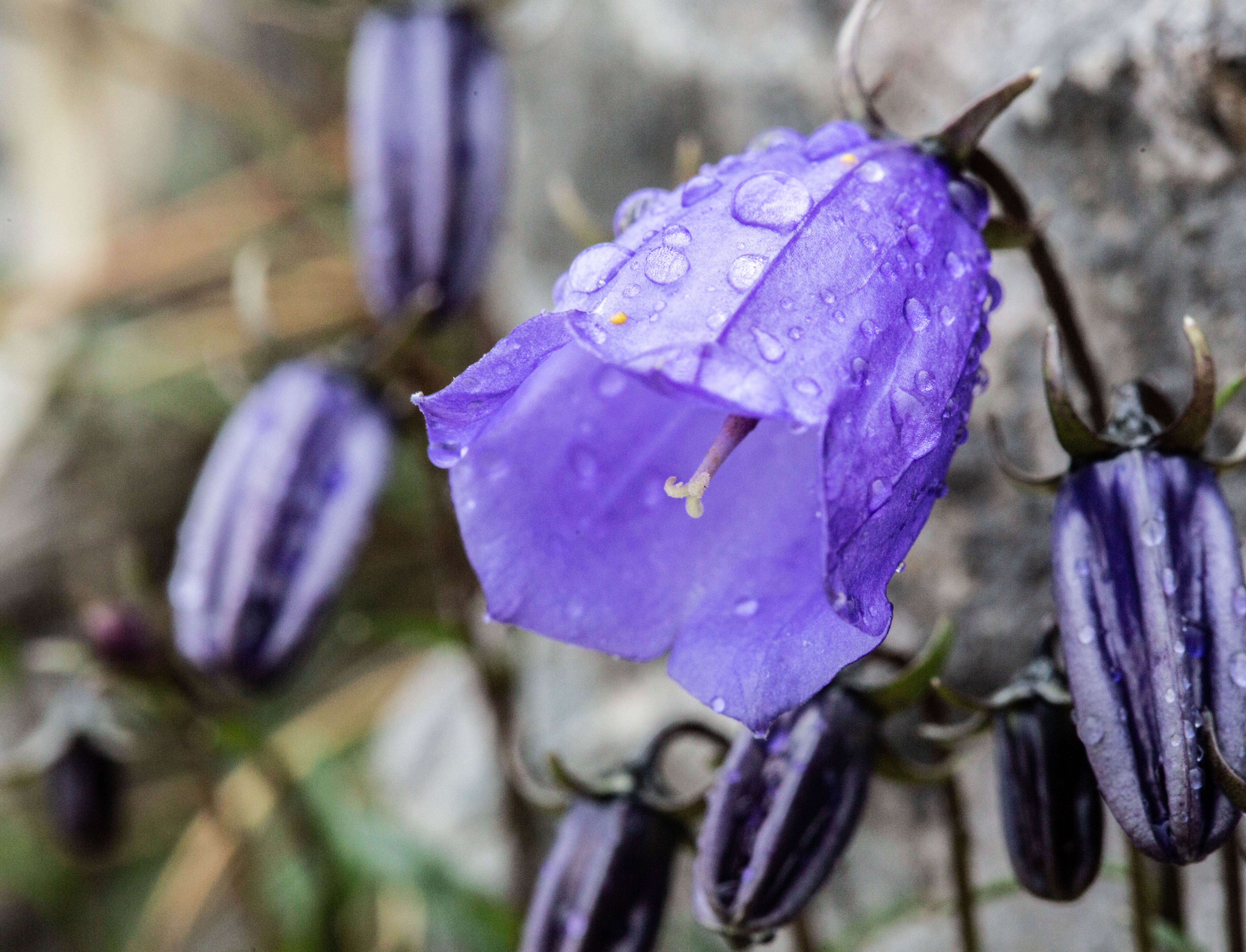 Image of Campanula cochleariifolia Lam.