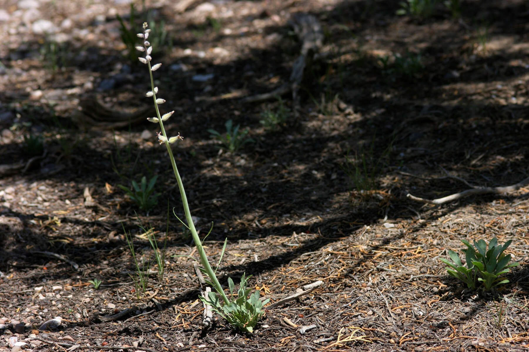 Image of thickstem wild cabbage