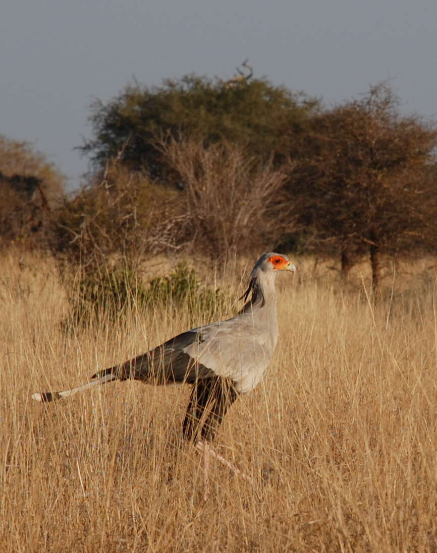 Sagittariidae resmi