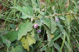 Image of eggplant