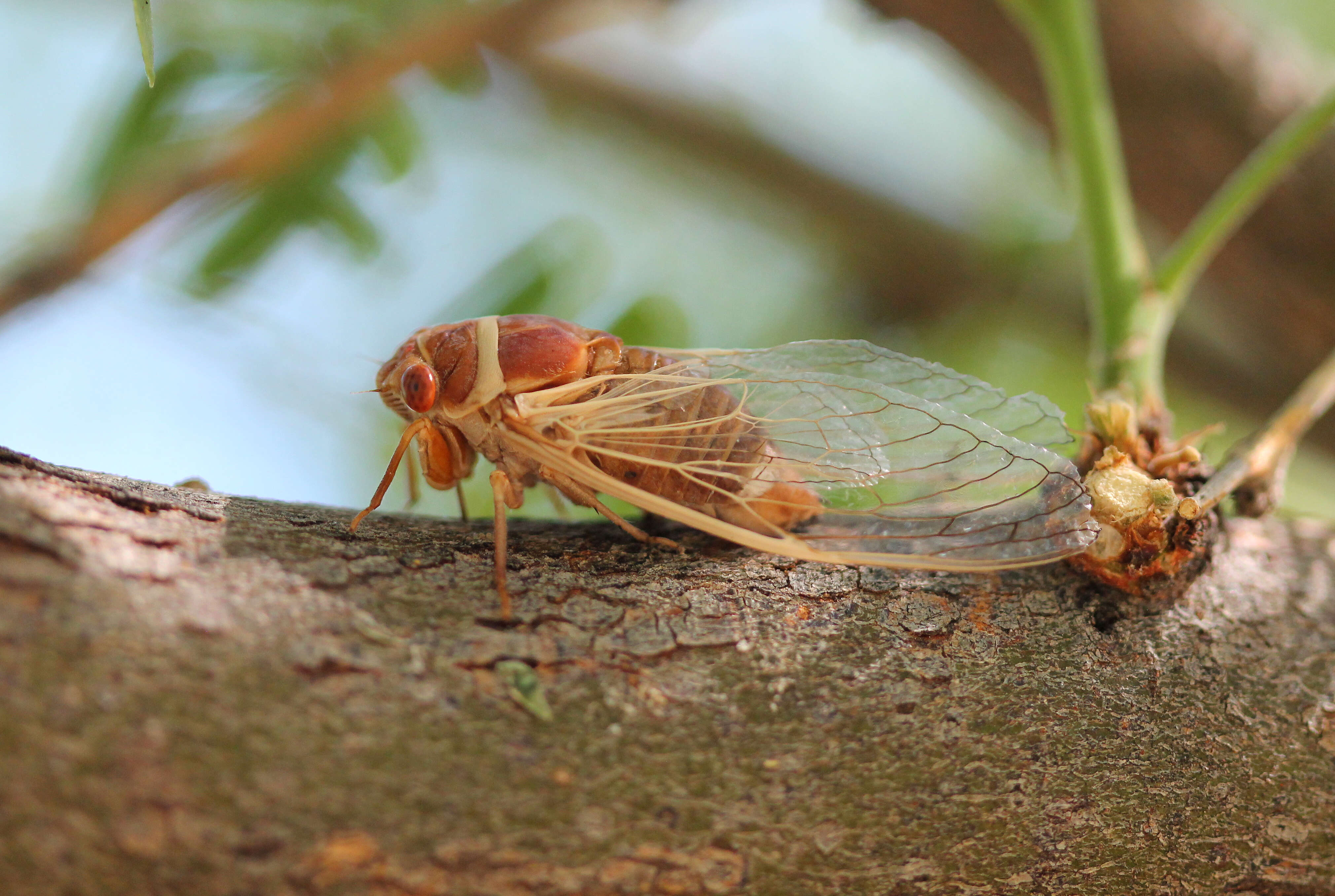 Image of Cicadas, Leafhoppers, and Treehoppers