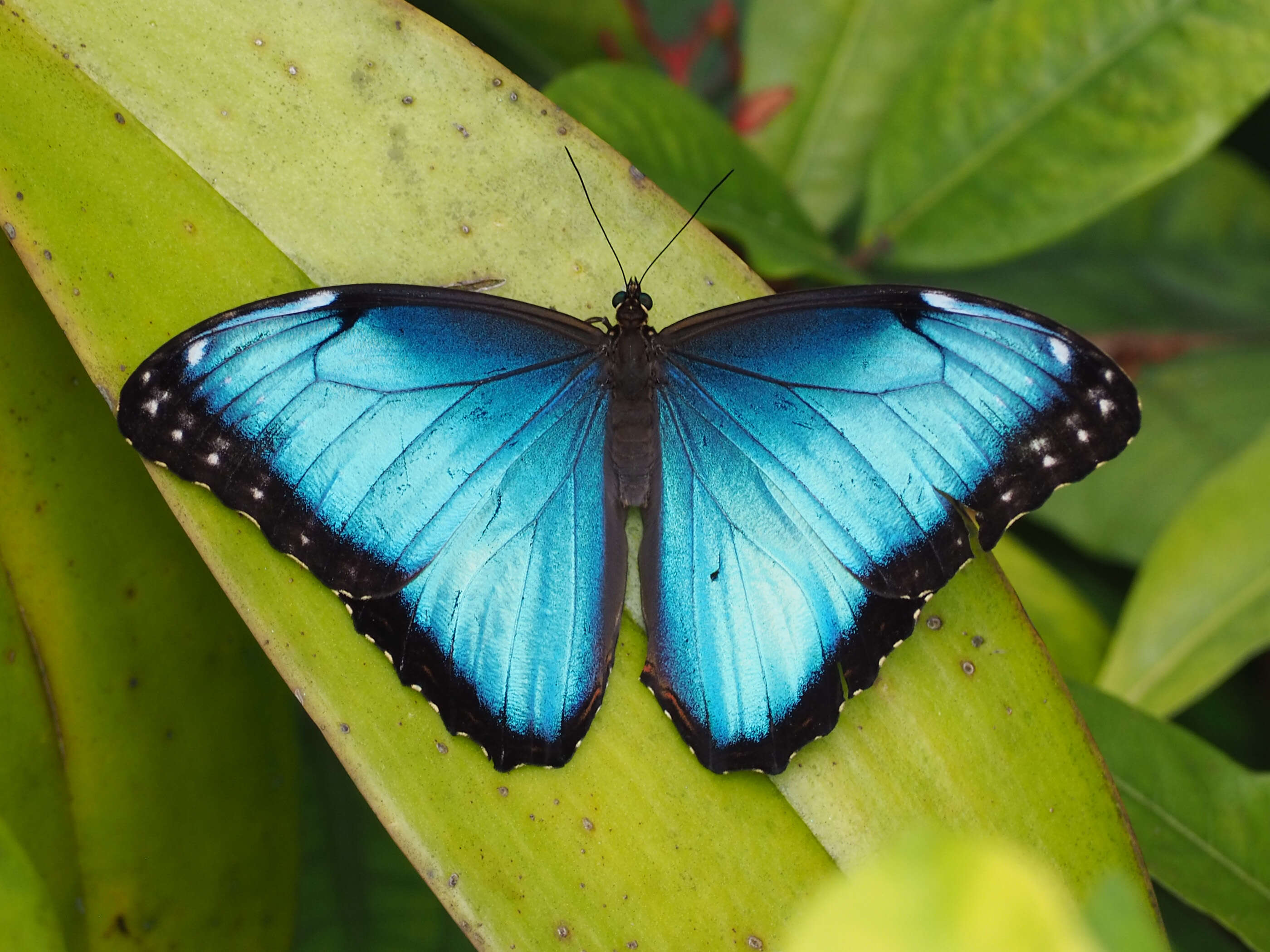 Morpho helenor Cramer 1782的圖片