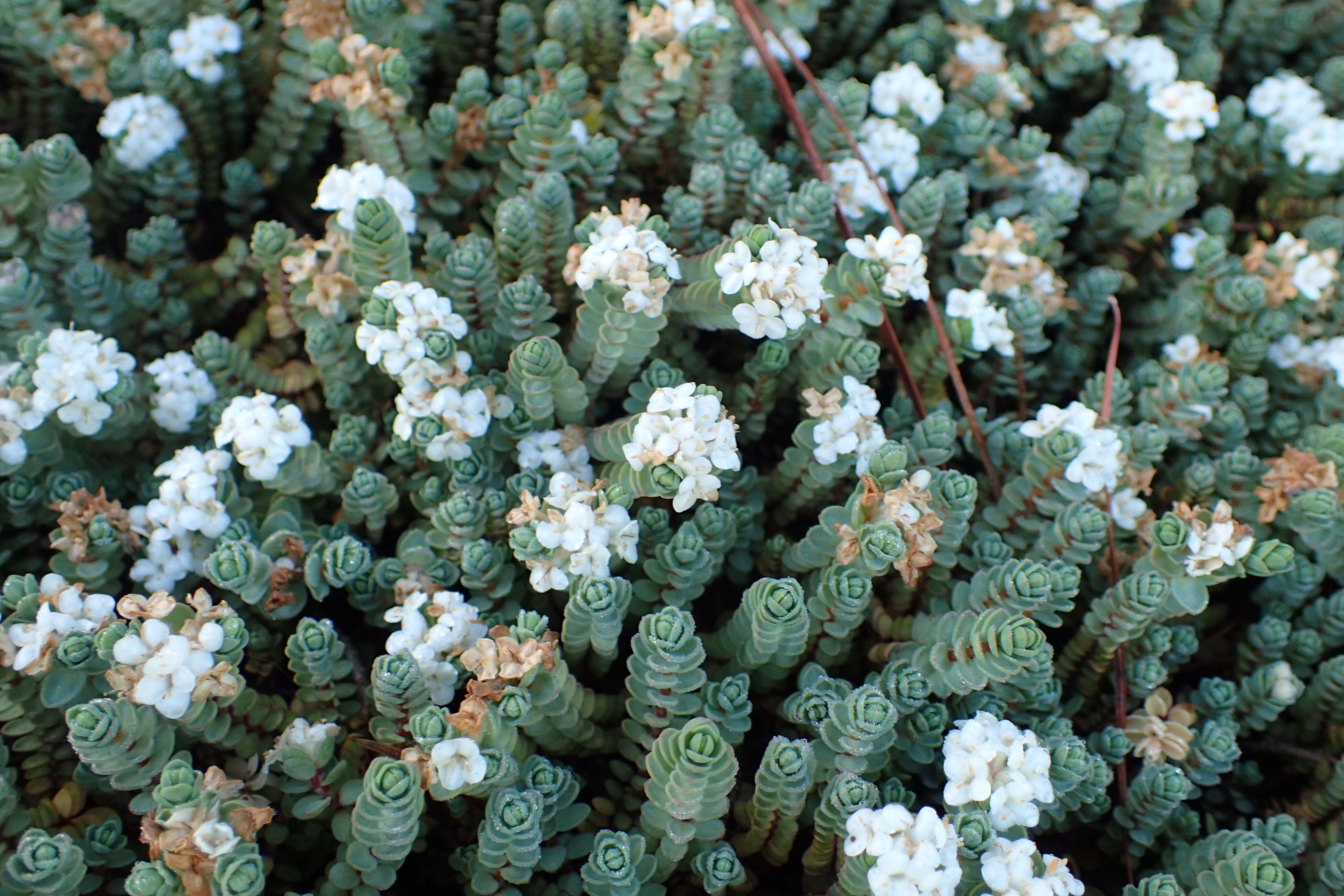 Image of Pimelea prostrata (J. R. & G. Forst.) Willd.