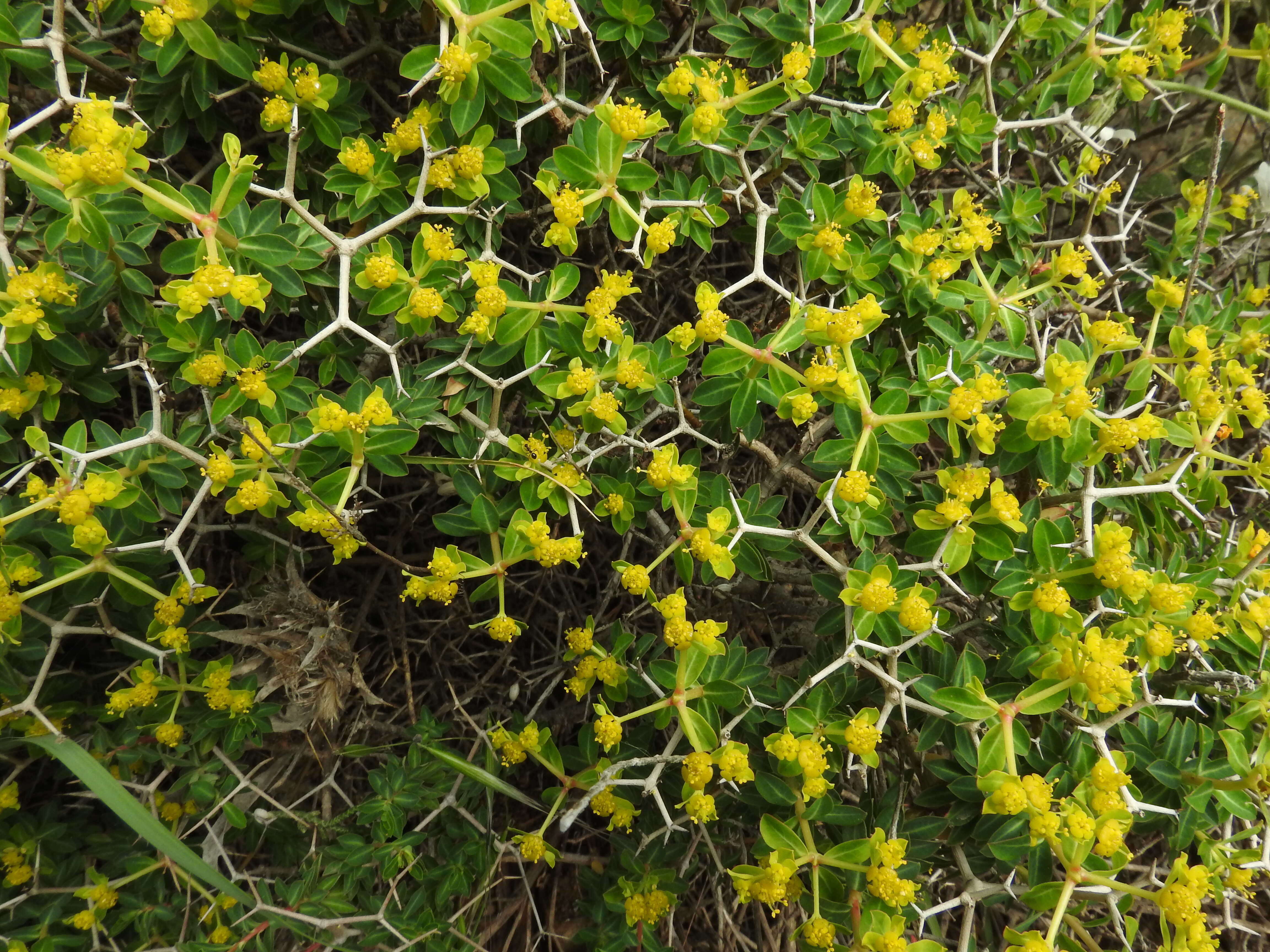 Imagem de Euphorbia acanthothamnos Heldr. & Sart. ex Boiss.