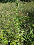 Image of marsh sow-thistle