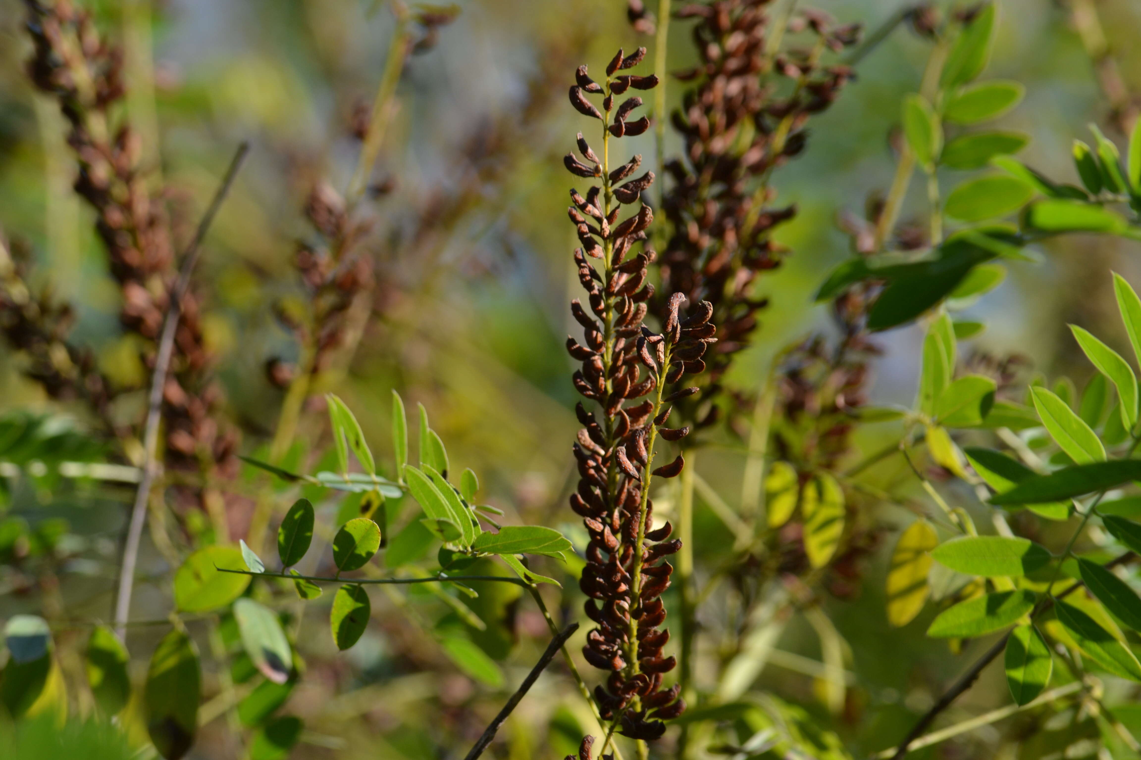 Image of desert false indigo