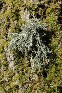 Image of farinose cartilage lichen