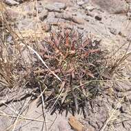 Image of Ferocactus latispinus (Haw.) Britton & Rose