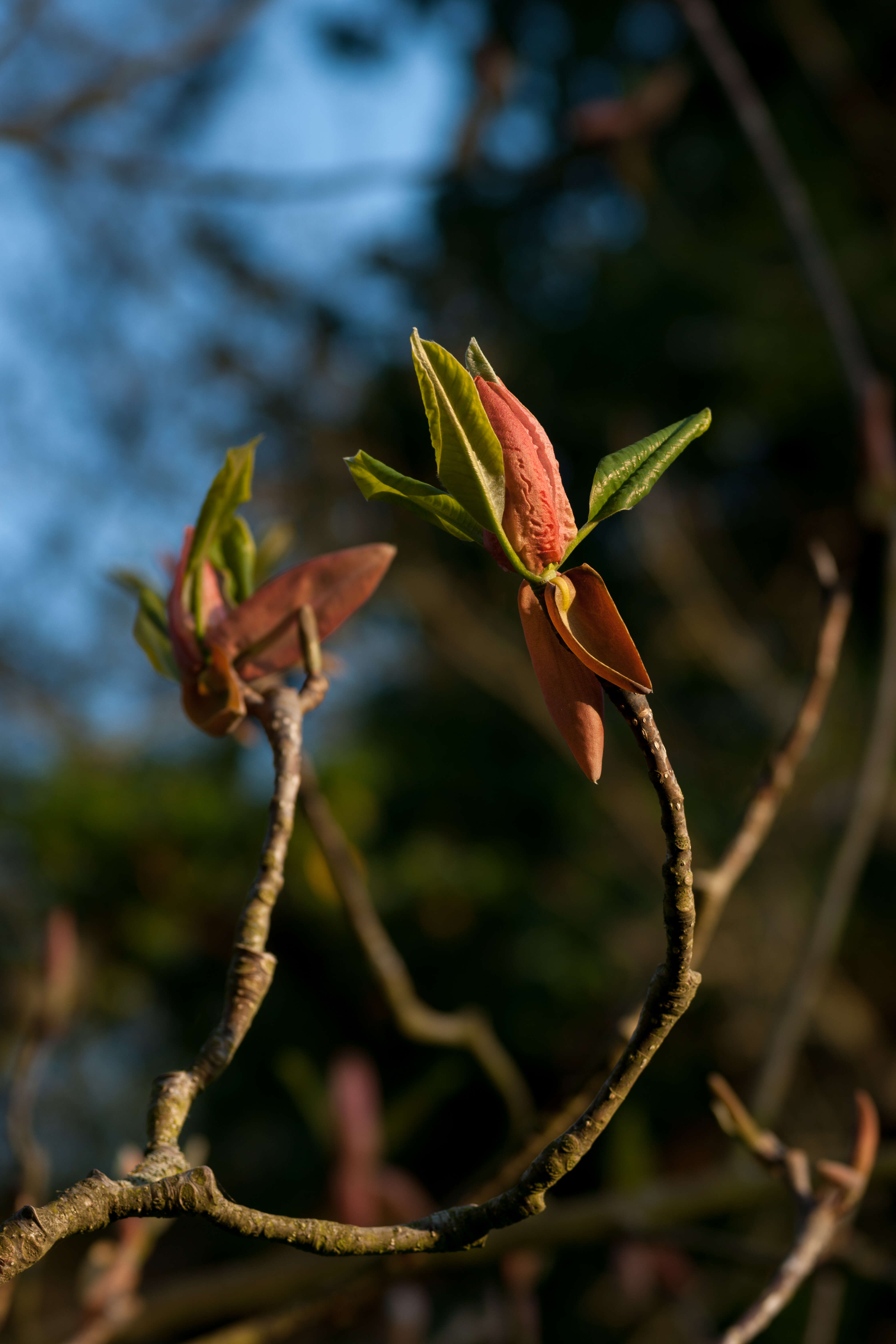 Image of Japanese Big Leaf Magnolia