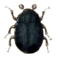 Orphilinae resmi