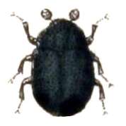 Orphilinae resmi