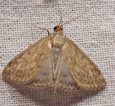 Image of Sitochroa Moth