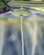 Image of Lesser Duckweed