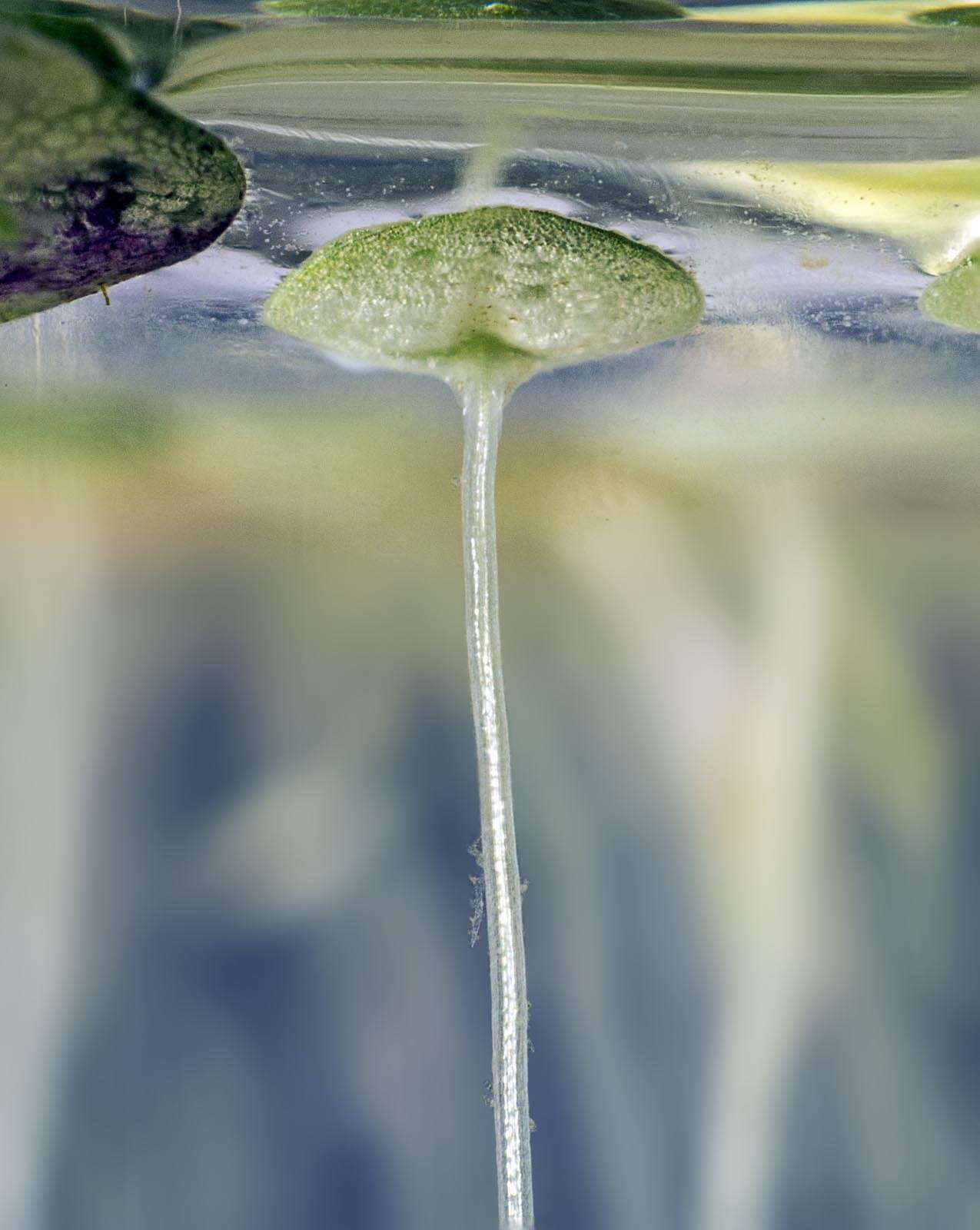 Image of Lesser Duckweed