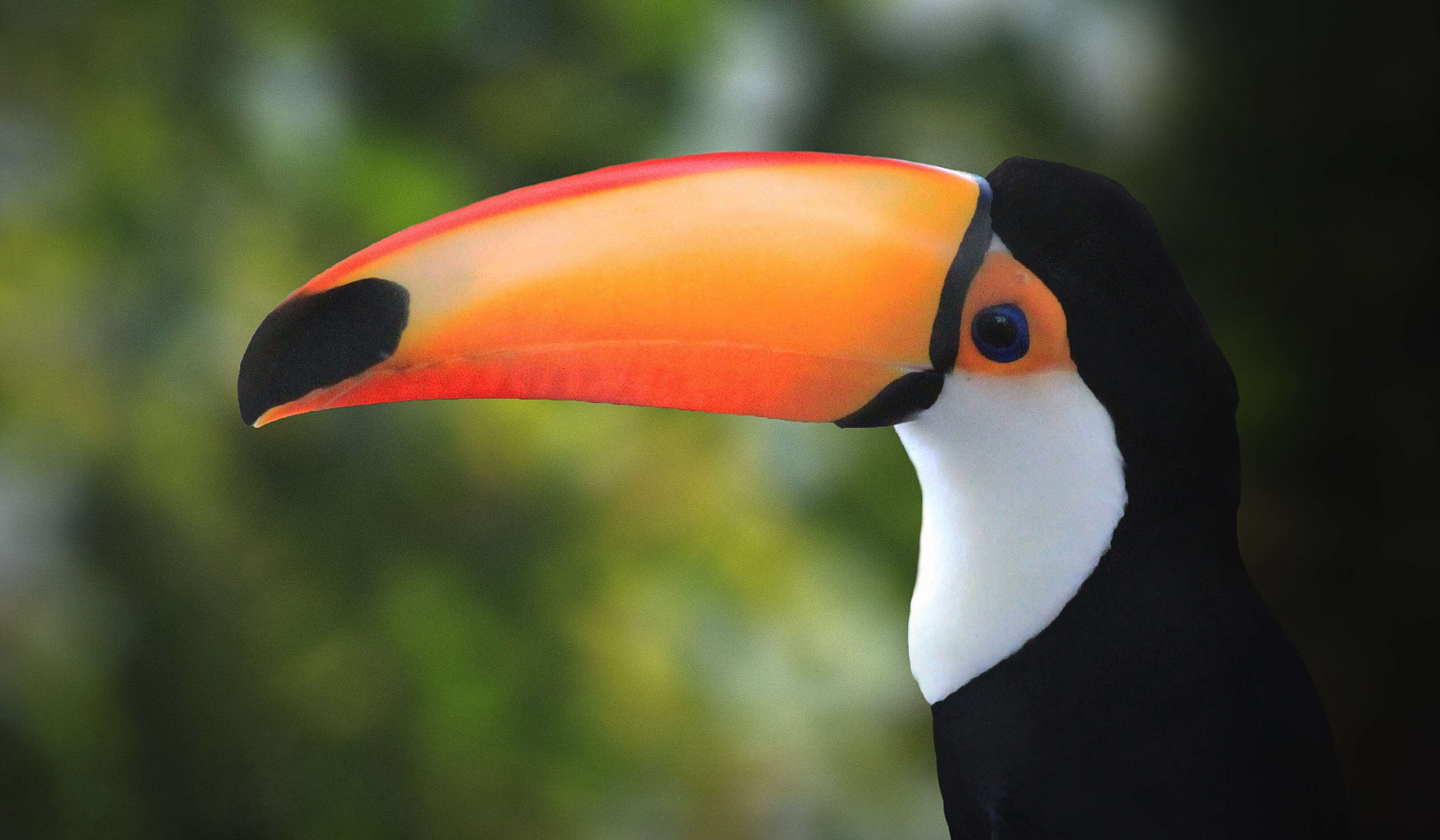 Image of Toco Toucan