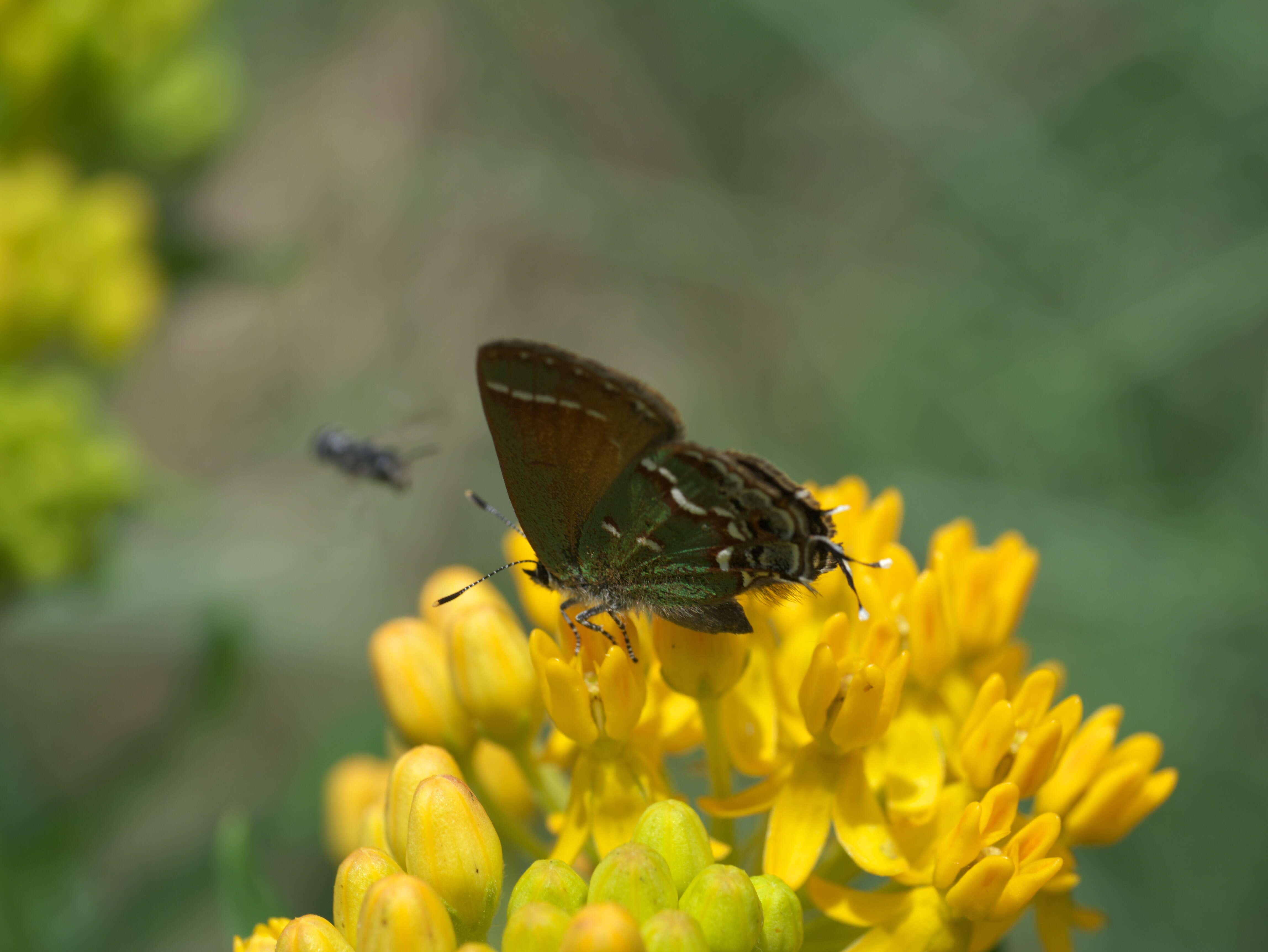 Plancia ëd Callophrys gryneus