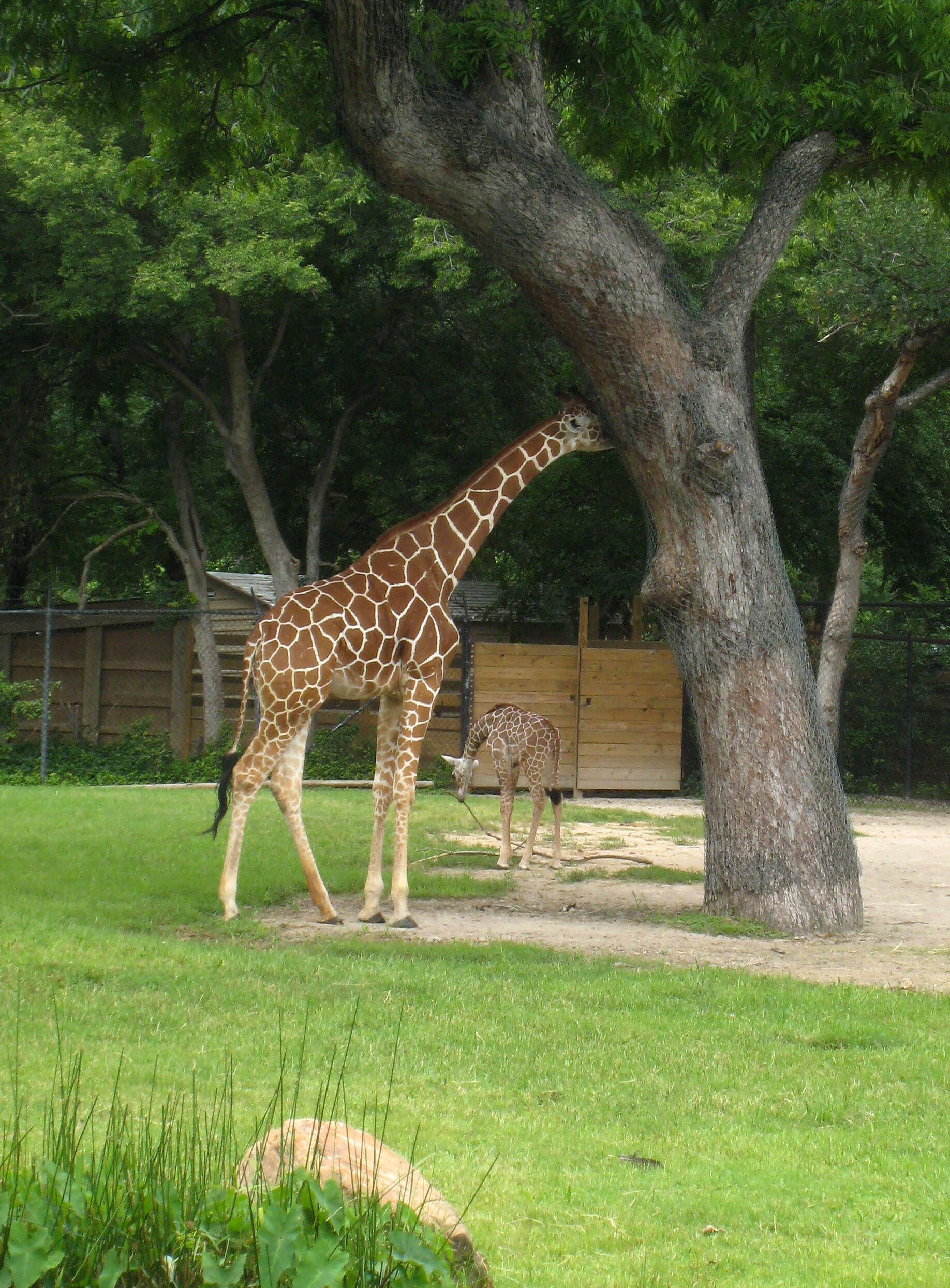 Image of Giraffe