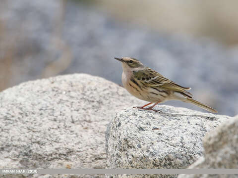 Image of Rosy Pipit