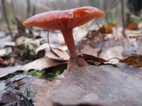 Image of Galerina marginata (Batsch) Kühner 1935