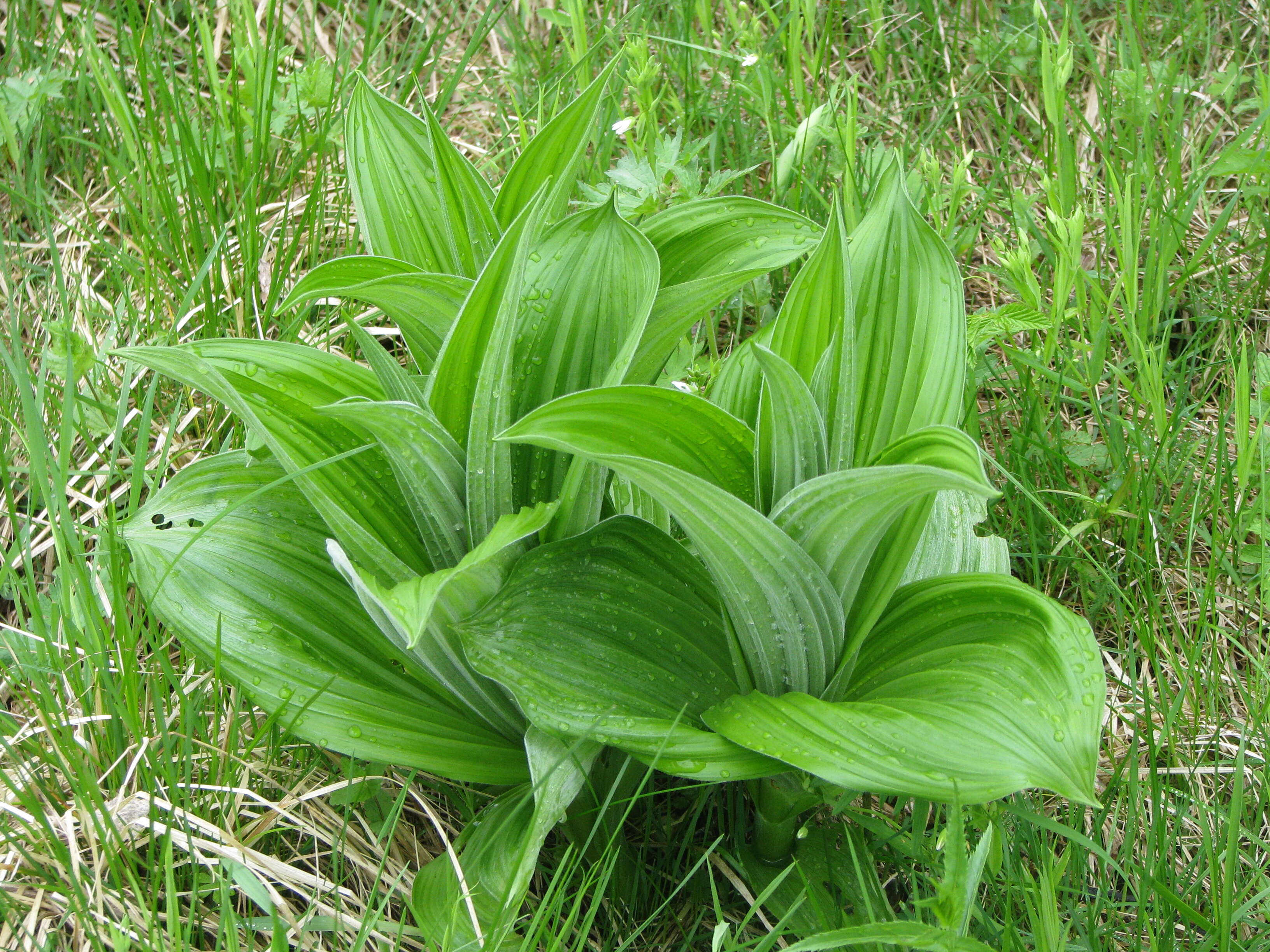 Imagem de Veratrum lobelianum Bernh.