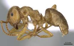 Image de Lasius