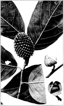 Annona jahnii Saff.的圖片