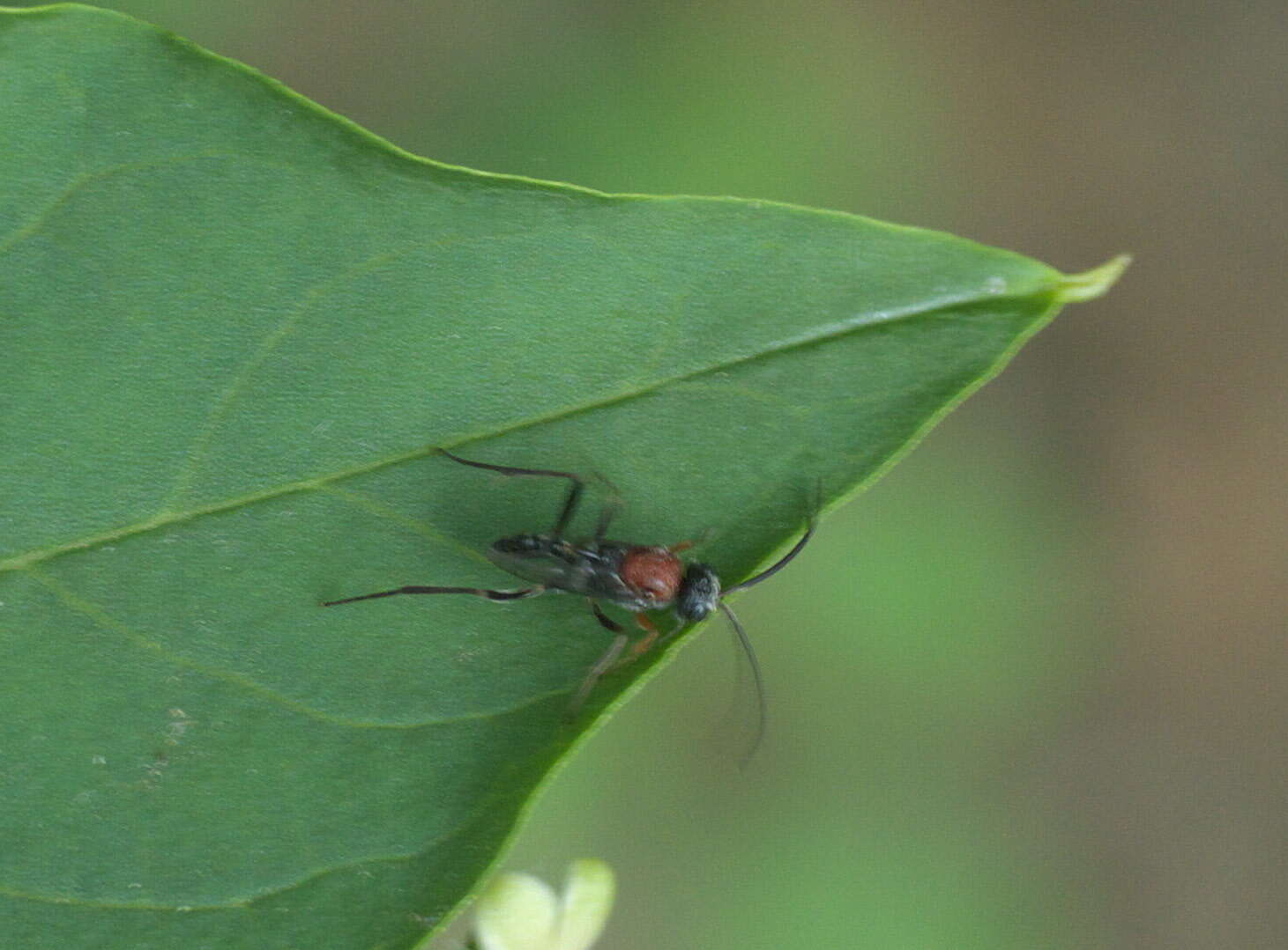 Image of ensign wasps