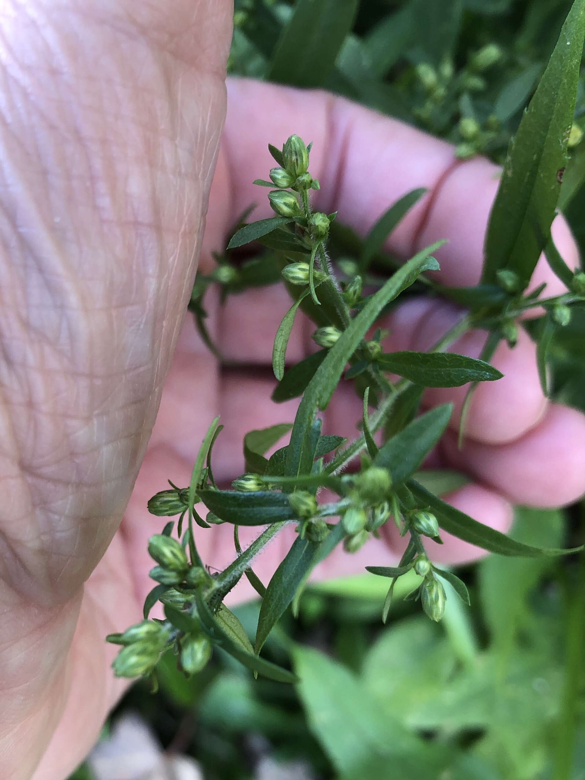 Image of calico aster