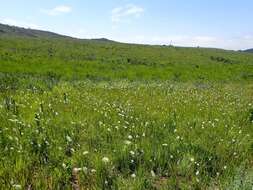 Image of Stephania abyssinica (Dill. & A. Rich.) Walp.