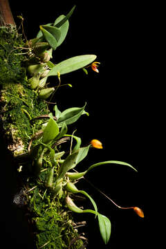 Image of Bulbophyllum catenulatum Kraenzl.