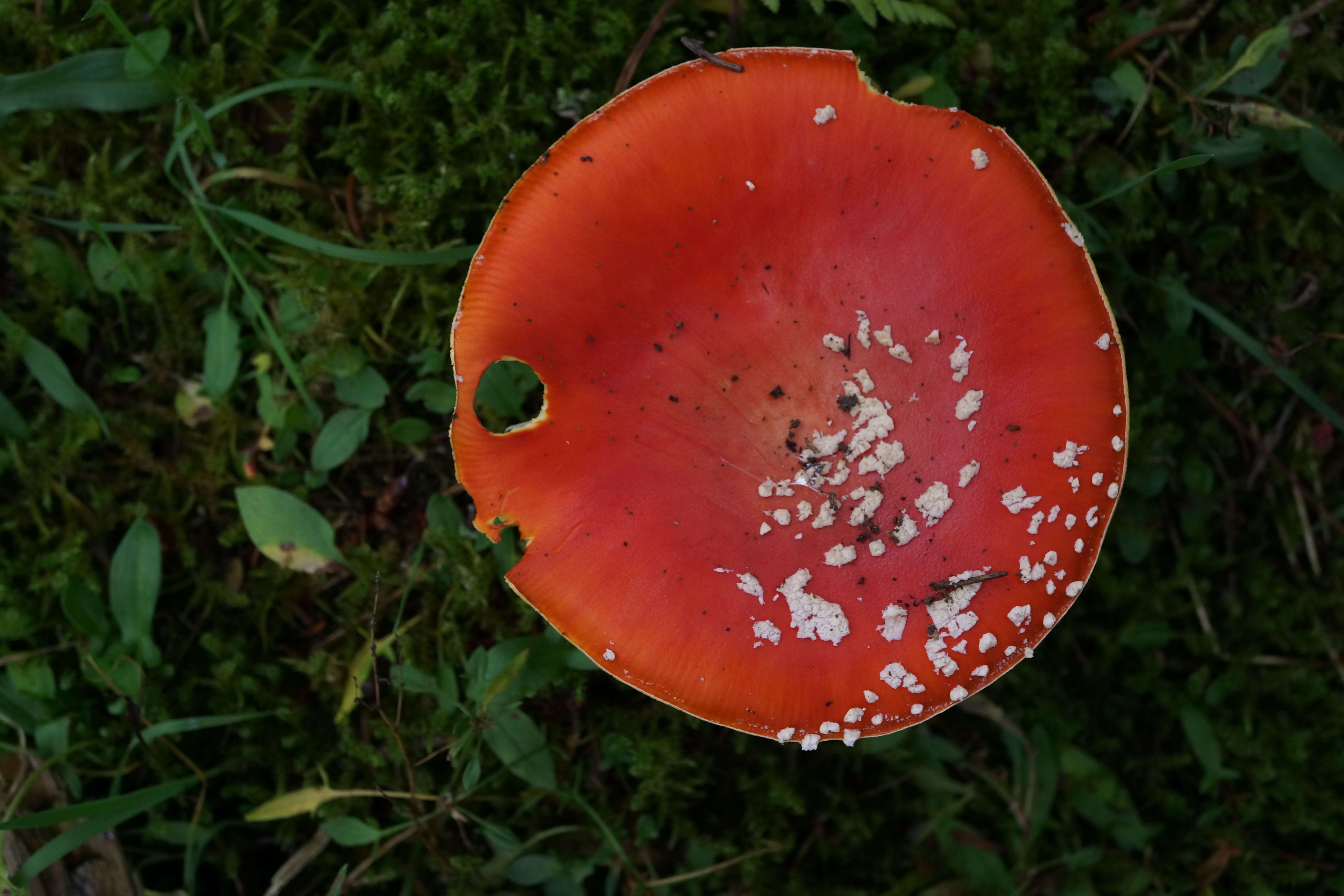 Image of Fly agaric