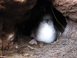 Image of Wedge-tailed Shearwater