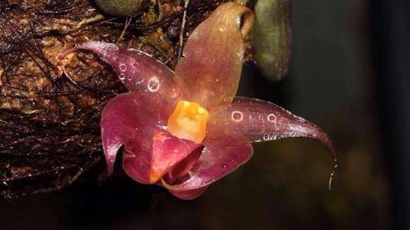 Image of Bulbophyllum translucidum Kindler, R. Bustam. & Ferreras