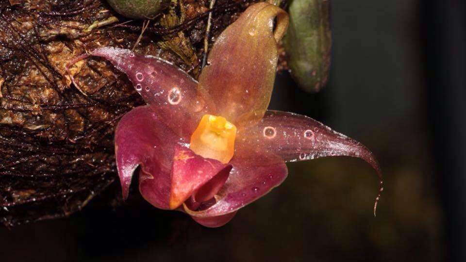 Image of Bulbophyllum translucidum Kindler, R. Bustam. & Ferreras
