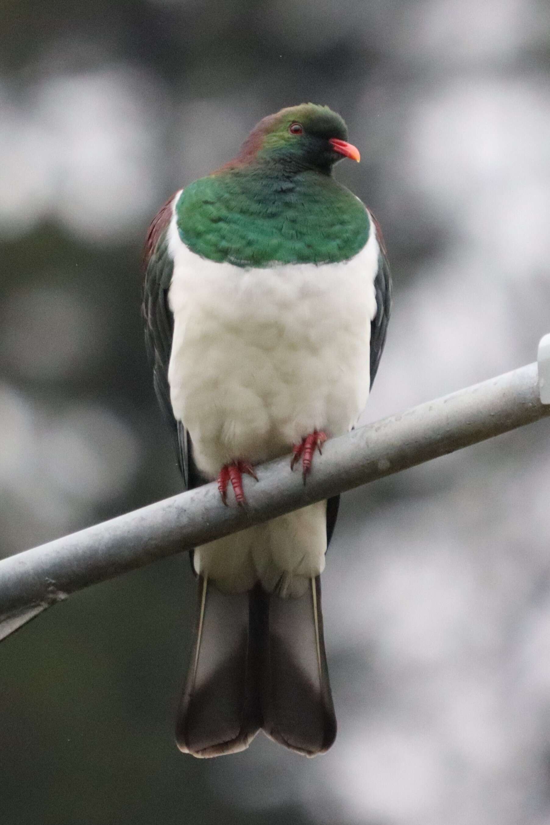 Image of Kererū