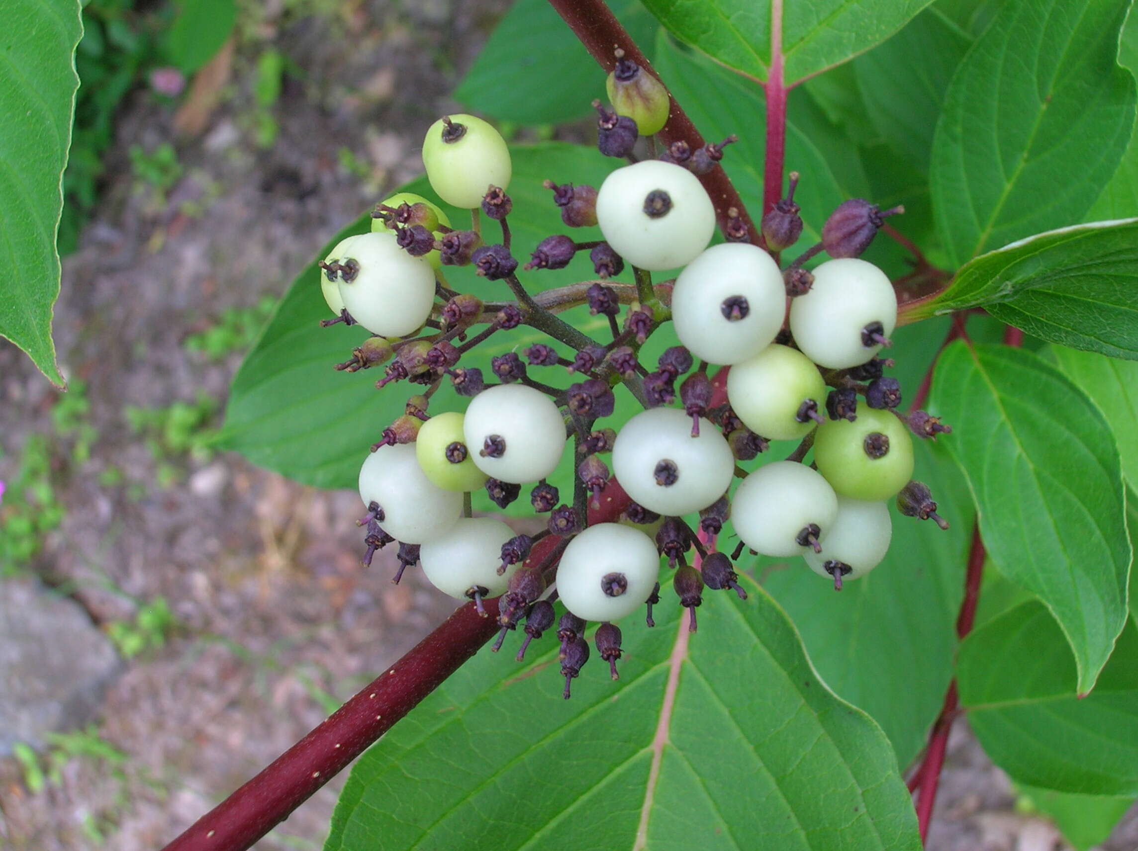 Sivun Cornus hemsleyi C. K. Schneid. & Wangerin kuva