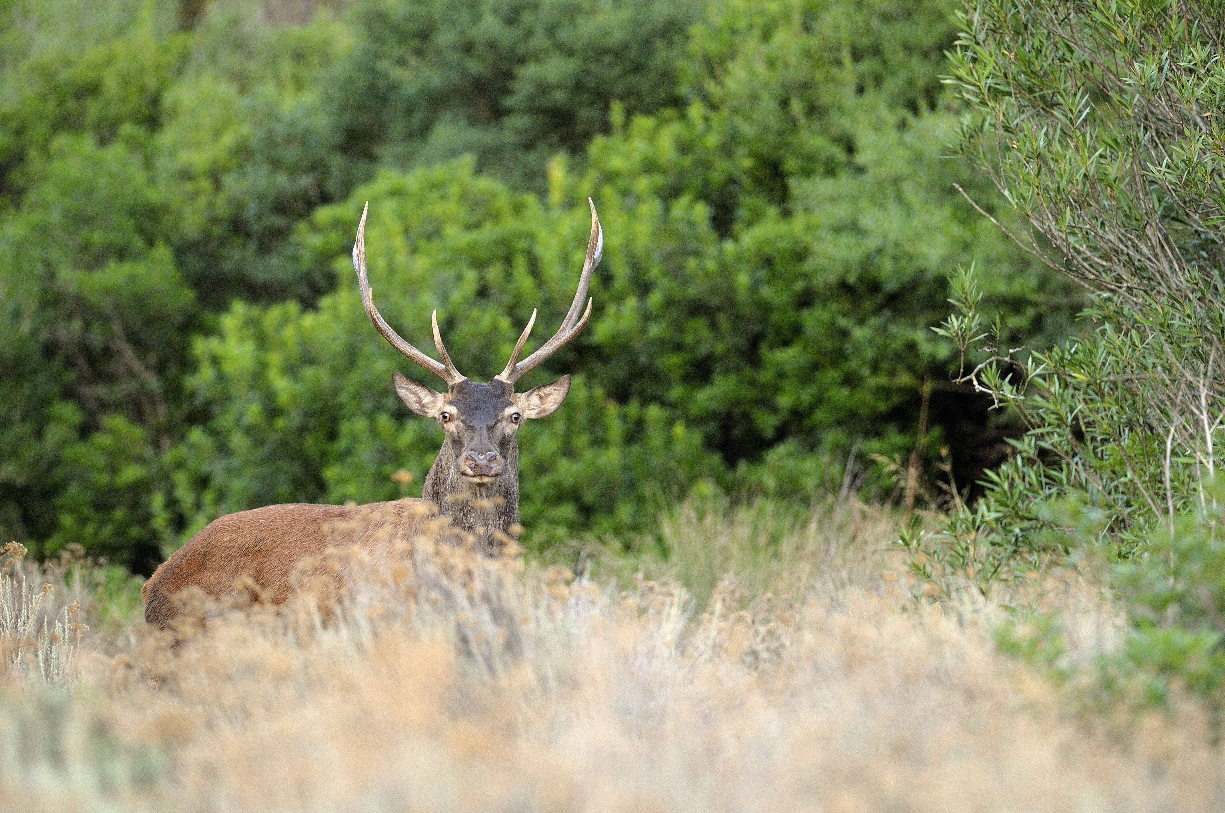 Image of Corsican red deer