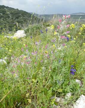 Image of Echium judaeum Lacaita