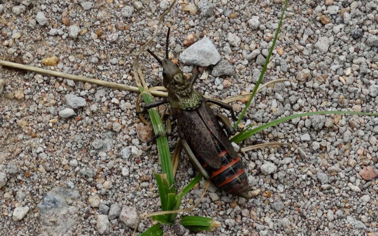 Plancia ëd Dictyophorus (Tapesiella) griseus (Reiche, L. J. & Fairmaire 1849)