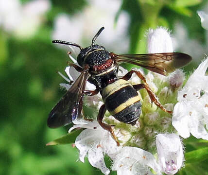 Image of Two-banded Cellophane-cuckoo Bee