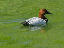 Image of Canvasback