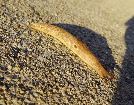 Image of grey field slug