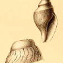 Image of Xanthodaphne xanthias (R. B. Watson 1886)